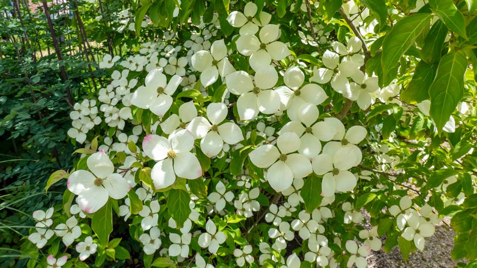 Dappled shade